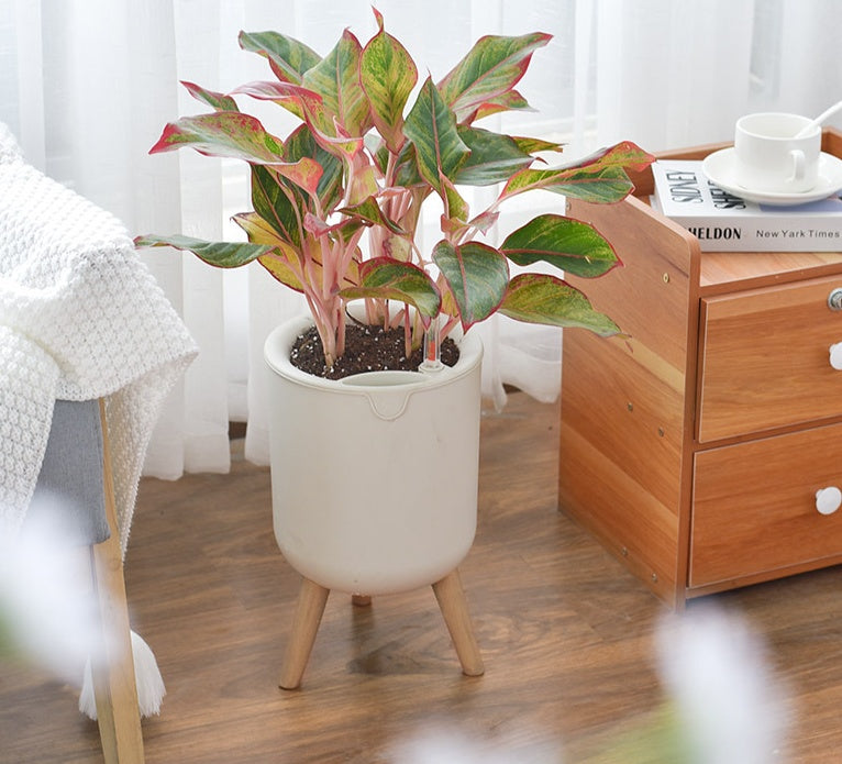 Thuis Zelfabsorberende Groene Boom Hars Pot