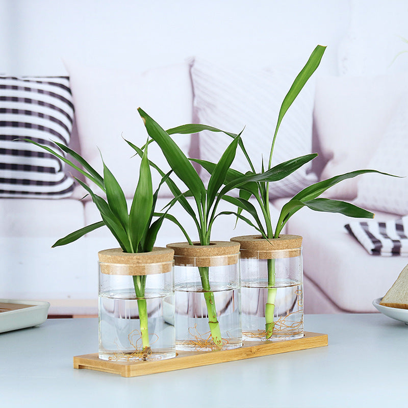 Binnen Groene Planten Decoratie Glazen Fles Voor Hydroponische Planten
