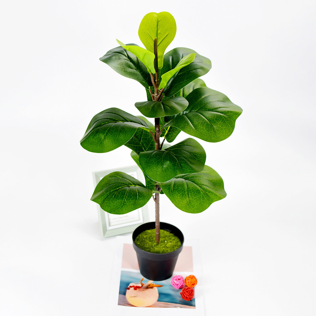 Noordse Stijl Potplanten En Groene Planten Voor Hu decoration