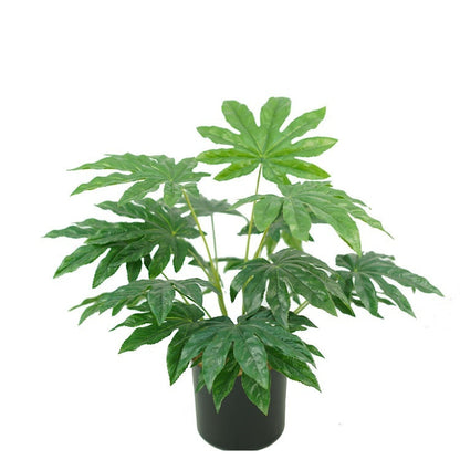 Emulational Greenery Bonsai Grote Blad Plant